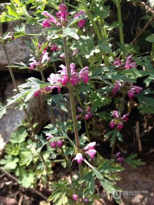 长势正好，已经开花的草本植物益母草图片