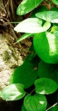 长在野地里的白背牛尾菜图片