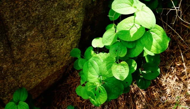 长在野地里的白背牛尾菜图片