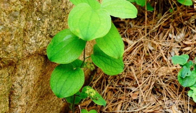 长在野地里的白背牛尾菜图片