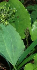 长在野地里的白背牛尾菜图片