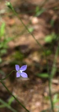 野地里已开花的多年生草本植物蓝花参图片