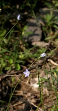 野地里已开花的多年生草本植物蓝花参图片