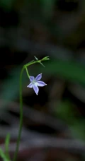 野地里已开花的多年生草本植物蓝花参图片