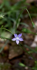 野地里已开花的多年生草本植物蓝花参图片