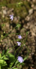 野地里已开花的多年生草本植物蓝花参图片