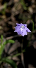 野地里已开花的多年生草本植物蓝花参图片