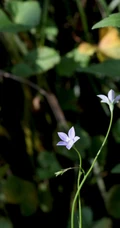 野地里已开花的多年生草本植物蓝花参图片