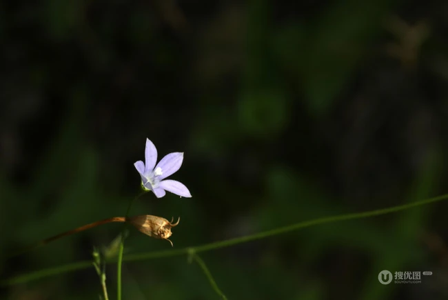 野地里已开花的多年生草本植物蓝花参图片