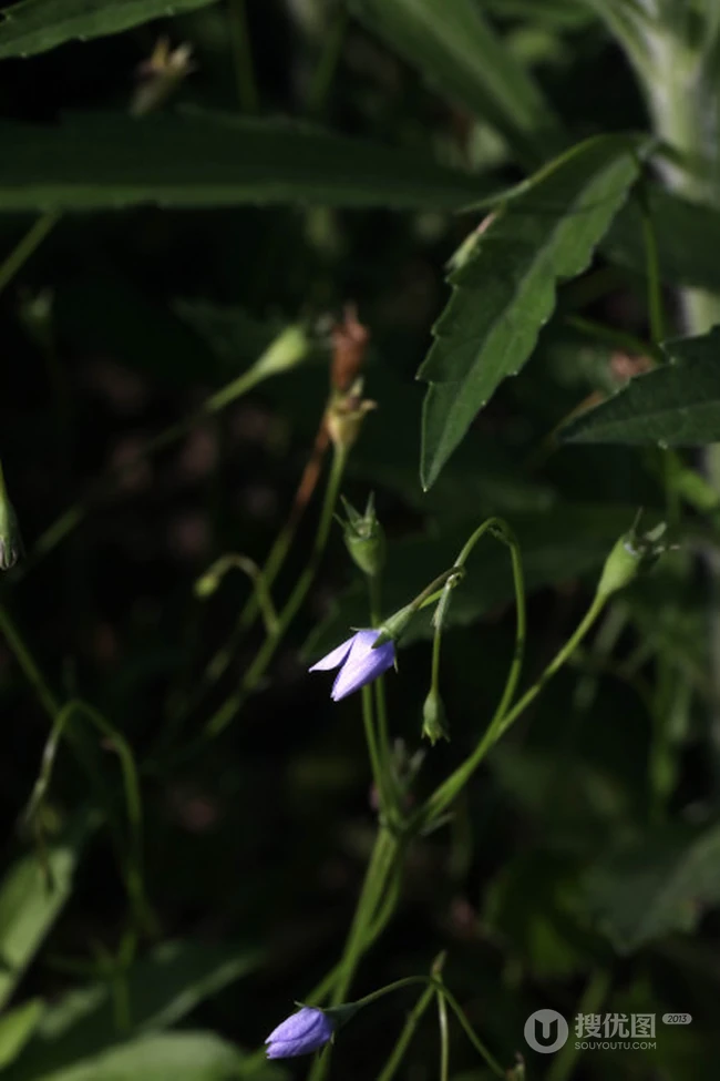 野地里已开花的多年生草本植物蓝花参图片