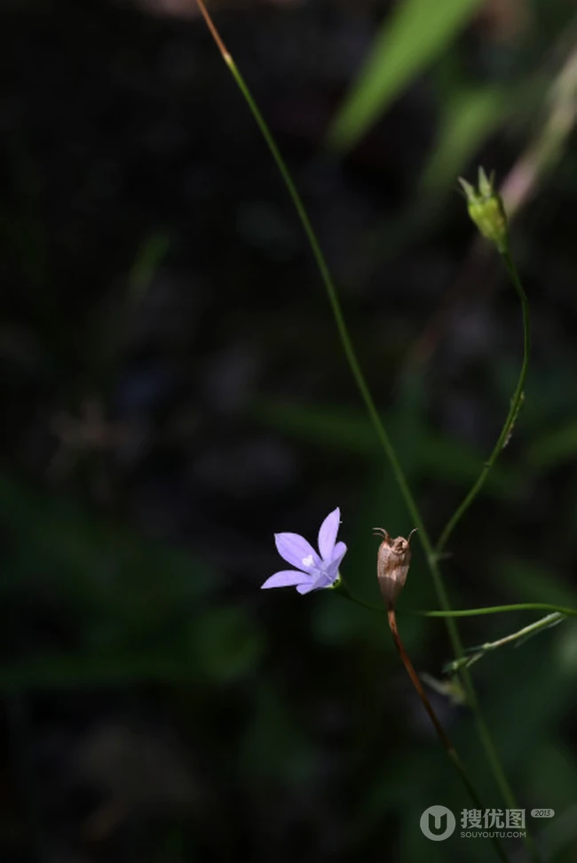 野地里已开花的多年生草本植物蓝花参图片