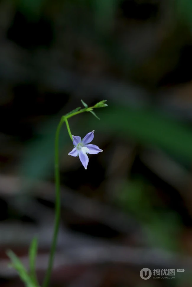 野地里已开花的多年生草本植物蓝花参图片