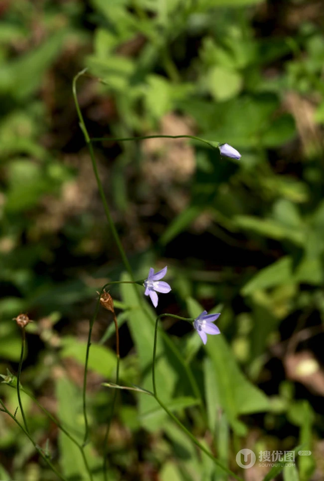 野地里已开花的多年生草本植物蓝花参图片