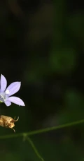 野地里已开花的多年生草本植物蓝花参图片