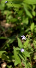 野地里已开花的多年生草本植物蓝花参图片