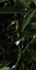 野地里已开花的多年生草本植物蓝花参图片