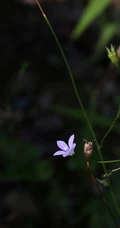 野地里已开花的多年生草本植物蓝花参图片