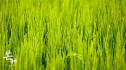 芒种，耕种忙碌的节气，稻田或麦田里唯美景色芒种文字壁纸图片