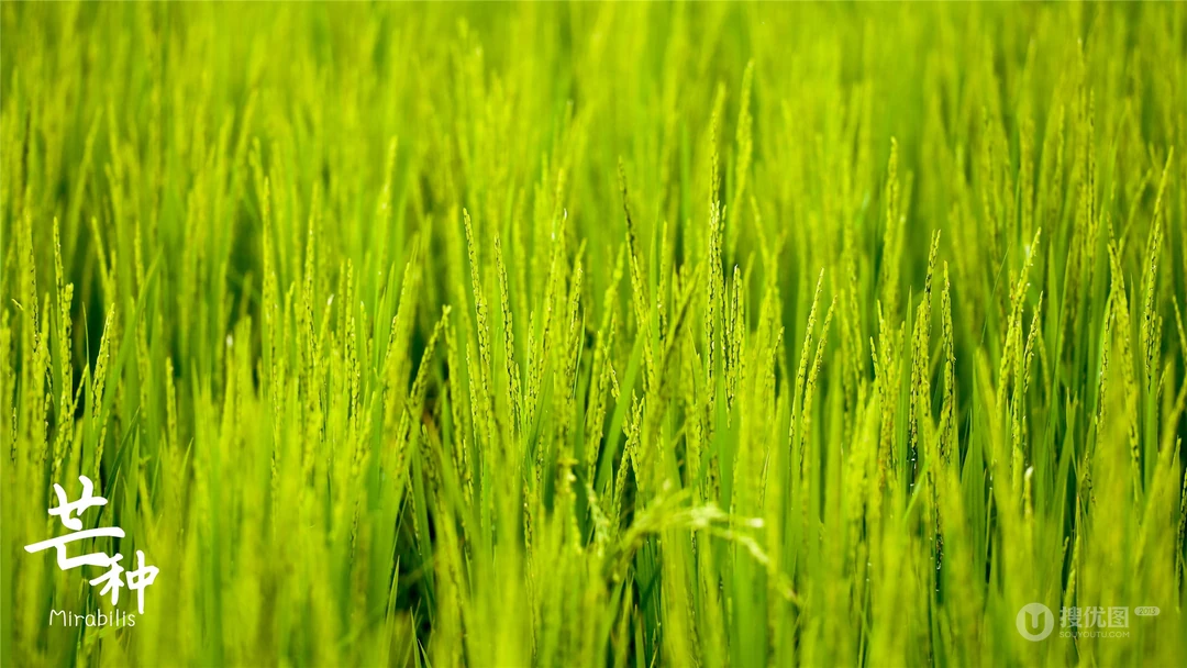 芒种，耕种忙碌的节气，稻田或麦田里唯美景色芒种文字壁纸图片