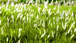 清新唯美的二十四节气之芒种景色高清带文字壁纸图片