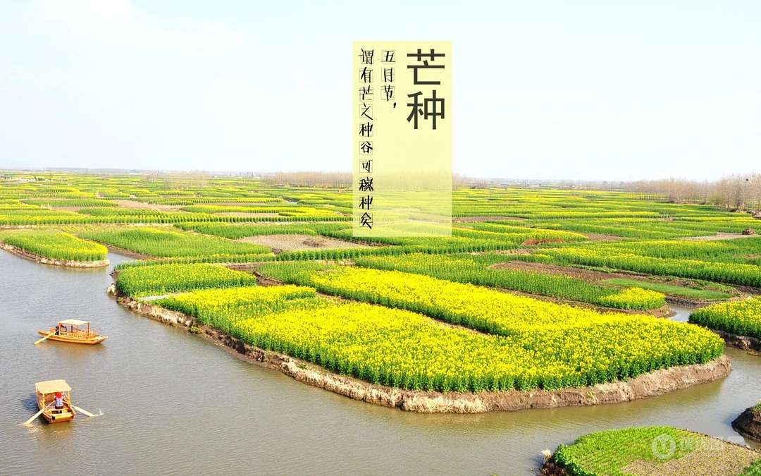清新唯美的二十四节气之芒种景色高清带文字壁纸图片