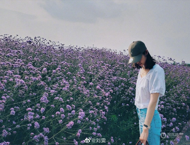 刘雯用x50pro手机拍摄漫步紫色花海图片