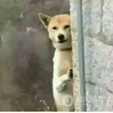 网络流行的表情图片等搞笑搞怪沙雕情侣头像图片