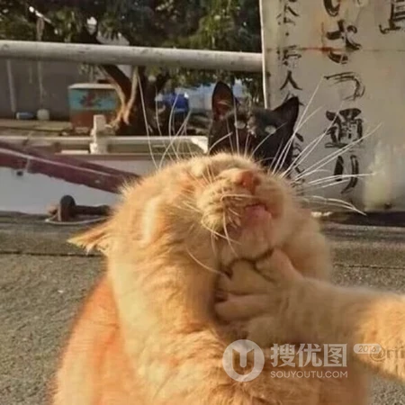 网络流行的表情图片等搞笑搞怪沙雕情侣头像图片