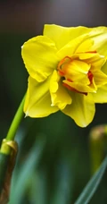 花开正好，娇艳美丽的黄色水仙花图片