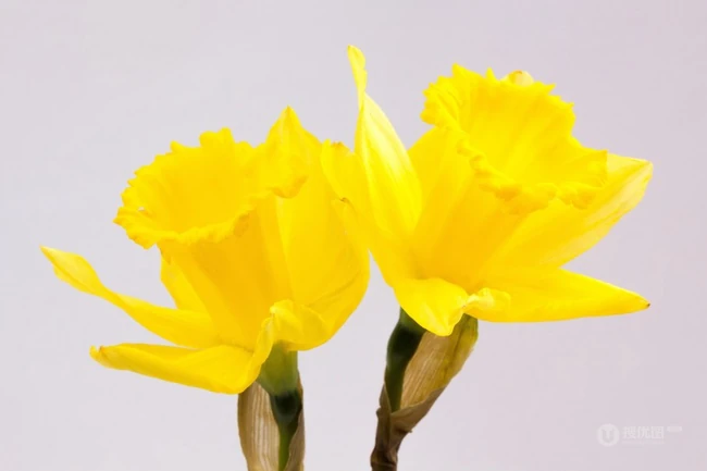 花开正好，娇艳美丽的黄色水仙花图片