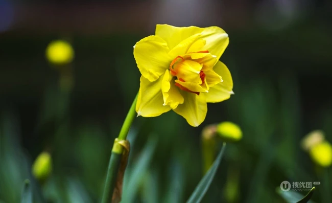 花开正好，娇艳美丽的黄色水仙花图片