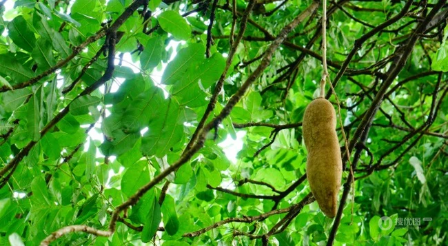 果实形状长圆形或倒卵形的奇特树木吊灯树图片