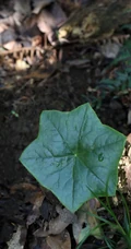8年才能成熟山间草本植物-野生幼年期六角莲图片