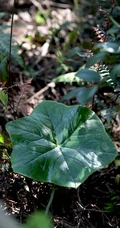 8年才能成熟山间草本植物-野生幼年期六角莲图片