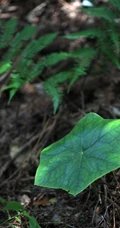 8年才能成熟山间草本植物-野生幼年期六角莲图片