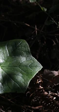 8年才能成熟山间草本植物-野生幼年期六角莲图片