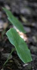 8年才能成熟山间草本植物-野生幼年期六角莲图片
