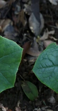 8年才能成熟山间草本植物-野生幼年期六角莲图片