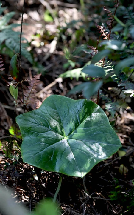 8年才能成熟山间草本植物-野生幼年期六角莲图片
