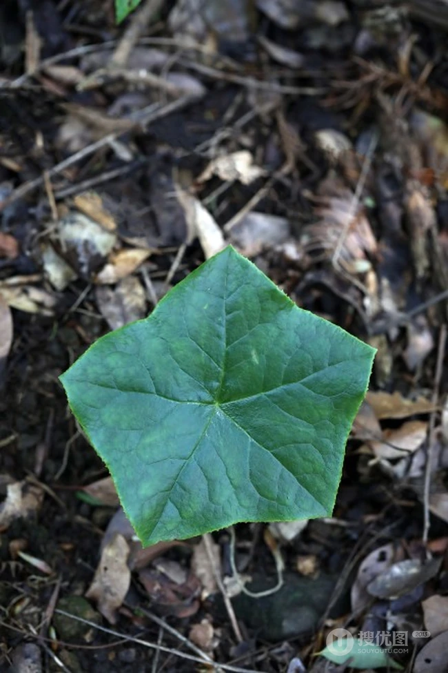 8年才能成熟山间草本植物-野生幼年期六角莲图片