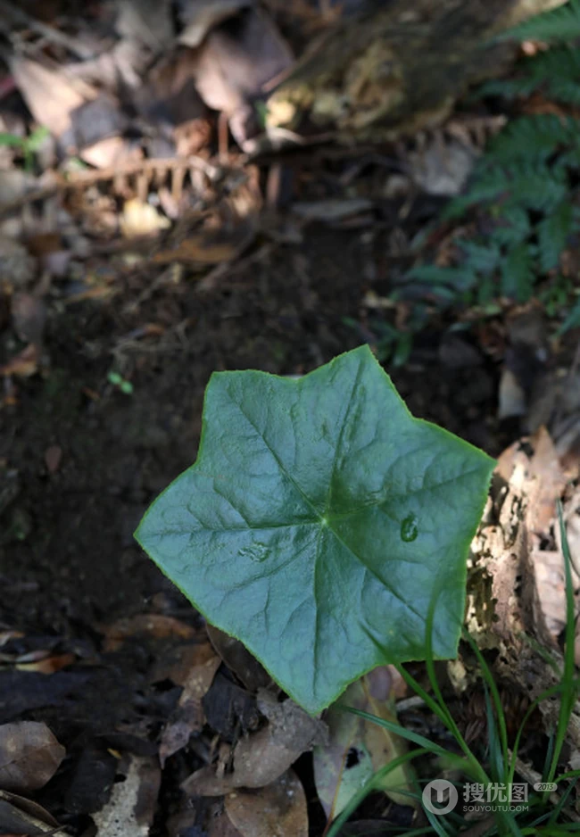 8年才能成熟山间草本植物-野生幼年期六角莲图片