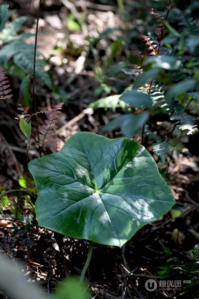 8年才能成熟山间草本植物-野生幼年期六角莲图片