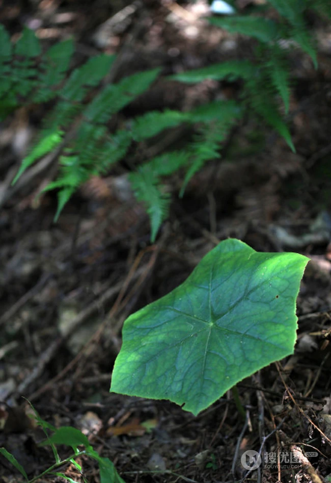 8年才能成熟山间草本植物-野生幼年期六角莲图片