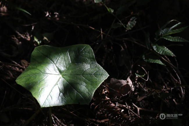 8年才能成熟山间草本植物-野生幼年期六角莲图片
