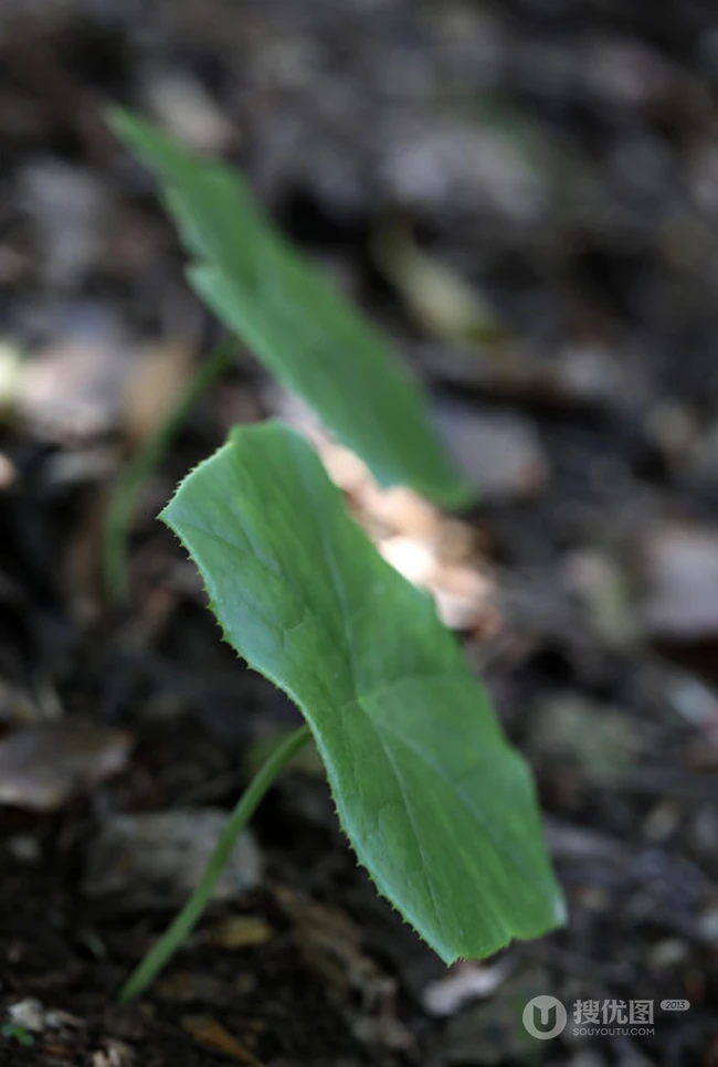 8年才能成熟山间草本植物-野生幼年期六角莲图片