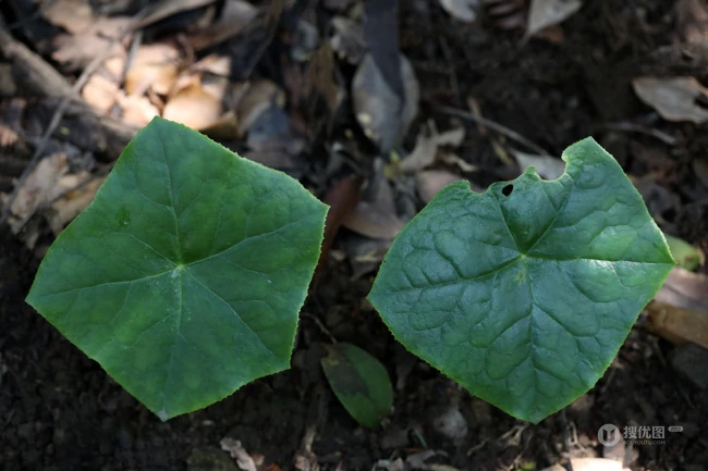8年才能成熟山间草本植物-野生幼年期六角莲图片