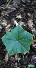 8年才能成熟山间草本植物-野生幼年期六角莲图片