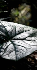 8年才能成熟山间草本植物-野生幼年期六角莲图片