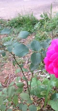 一开就满墙的月季花大游行图片