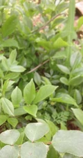 一开就满墙的月季花大游行图片